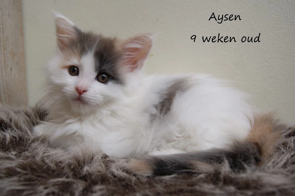 Aysen